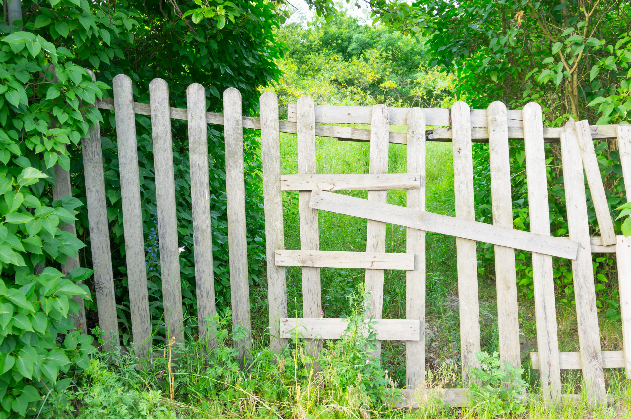 An old fence in a garden